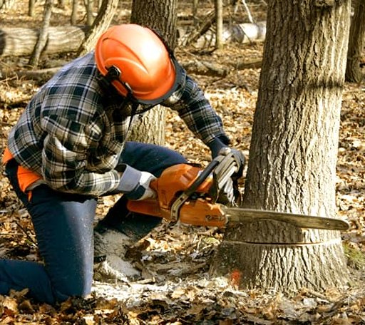 Tree Removal in Garvin, OK